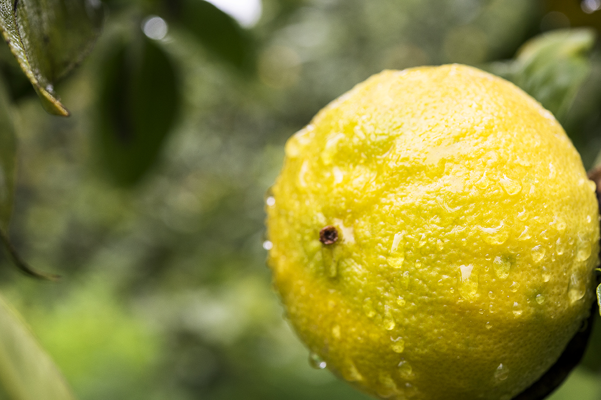 Lavorazione artigianale