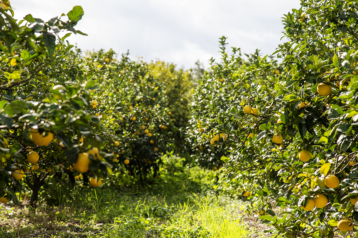 Linea succhi e marmellate