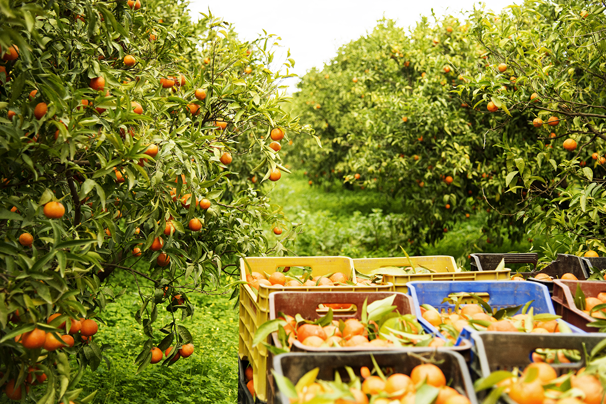 Confezionamento prodotti